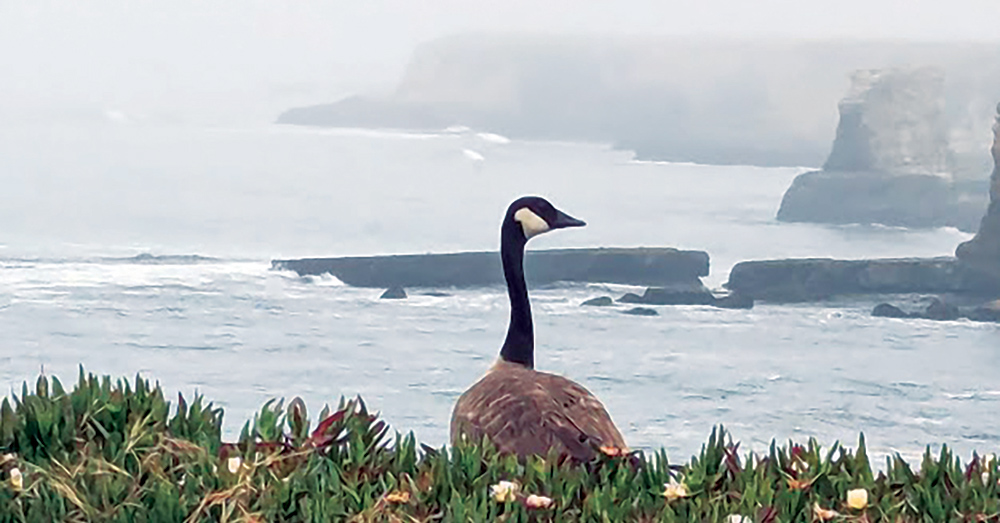 summer gloom, goose