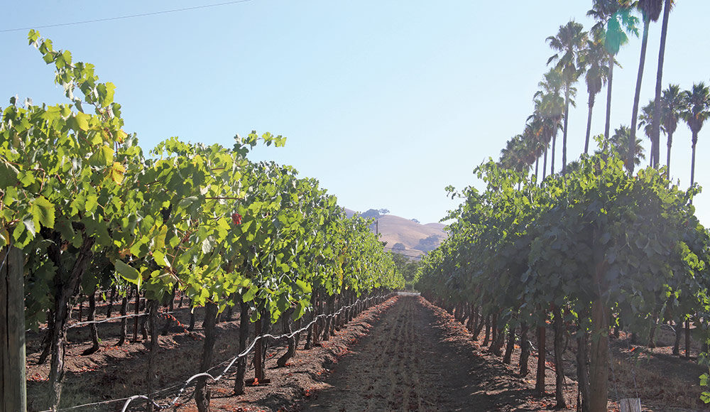 dorcich family vineyards