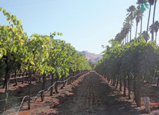 dorcich family vineyards