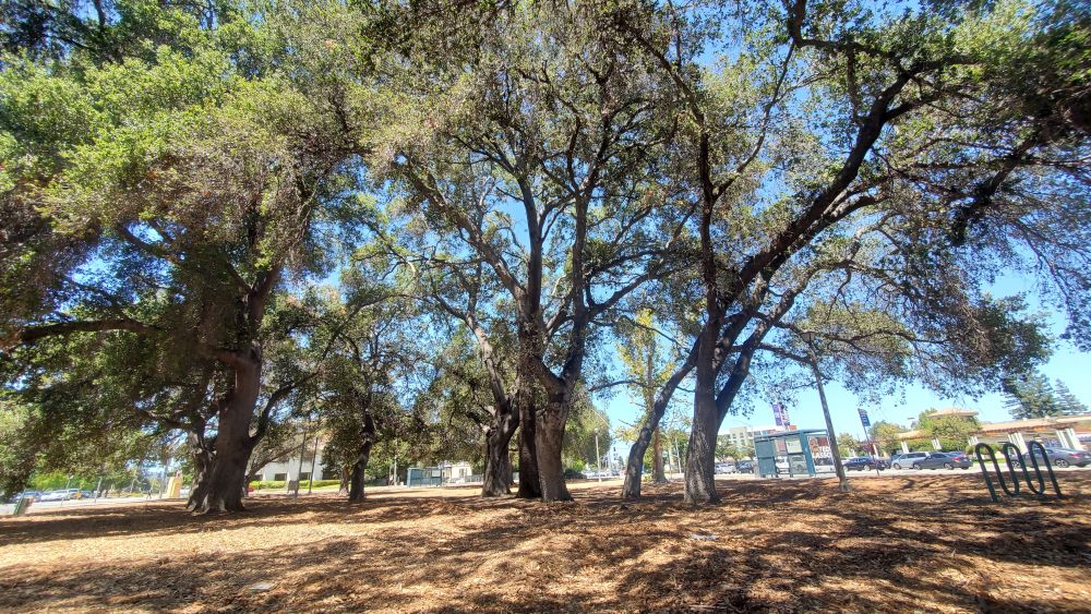 the patio bar, el camino, san jose california, heritage oak trees