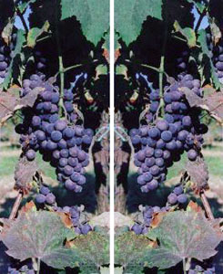 Wine grapes