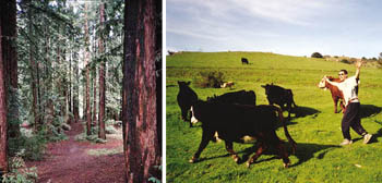 Trees and Cows