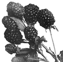 blackberries