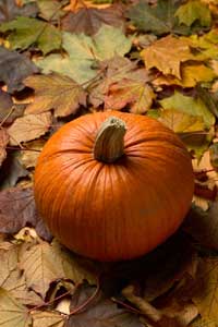 Pumpkin