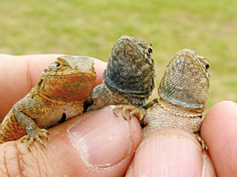 lizards