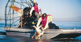 'Plagues and Pleasures of the Salton Sea'