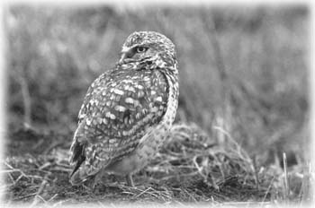 The Burrowing Owl