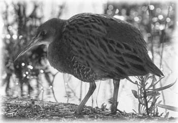 clapper rail