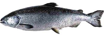 Chinook Salmon