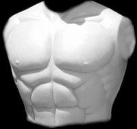 Muscled Torso